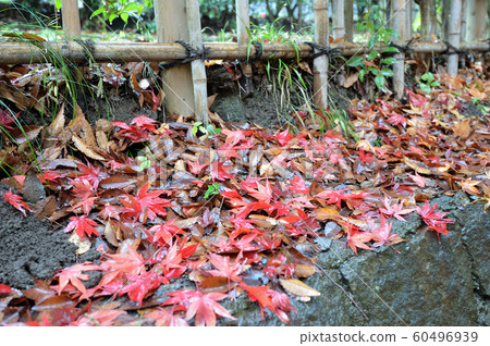 Ikuta Ryokuchi of rain wrapped in autumn leaves Ikuta Ryokuchi of rain wrapped in autumn leaves 60496939