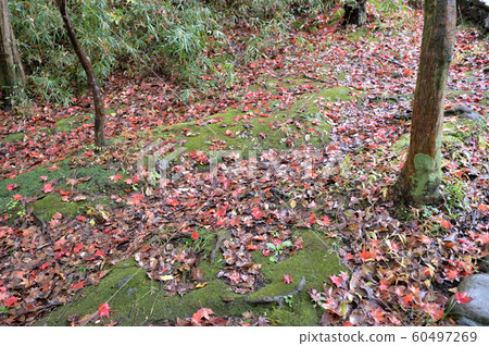 Ikuta Ryokuchi of rain wrapped in autumn leaves Ikuta Ryokuchi of rain wrapped in autumn leaves 60497269
