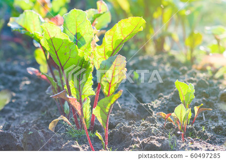 beetroot plants growing on vegetable bed in sunny beetroot plants growing on vegetable bed in sunny 60497285