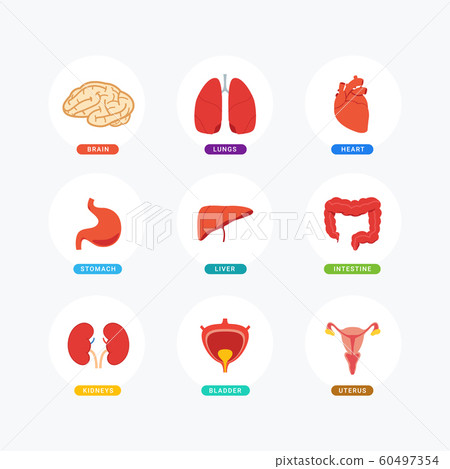 Human's internal organ set. Colorful version. 60497354
