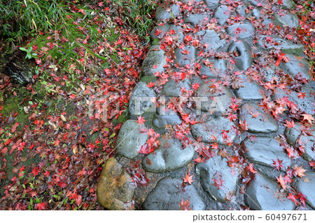 Ikuta Ryokuchi of rain wrapped in autumn leaves Ikuta Ryokuchi of rain wrapped in autumn leaves 60497671