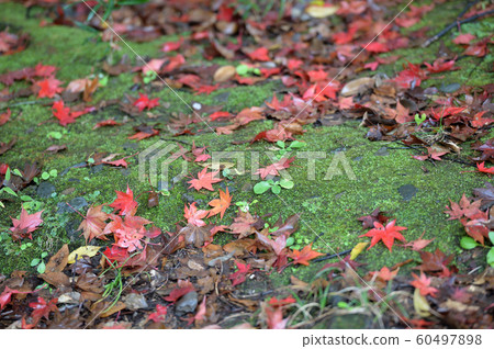 Ikuta Ryokuchi of rain wrapped in autumn leaves 60497898