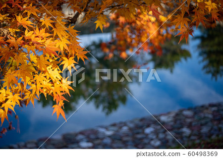 宇治川河面和楓樹 60498369