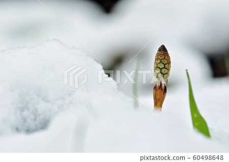 筑紫元雪 60498648