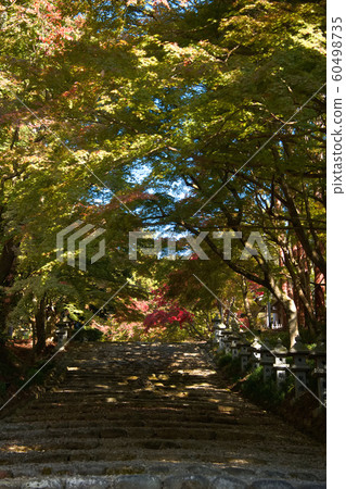 秋宮神社的秋葉2019 60498735
