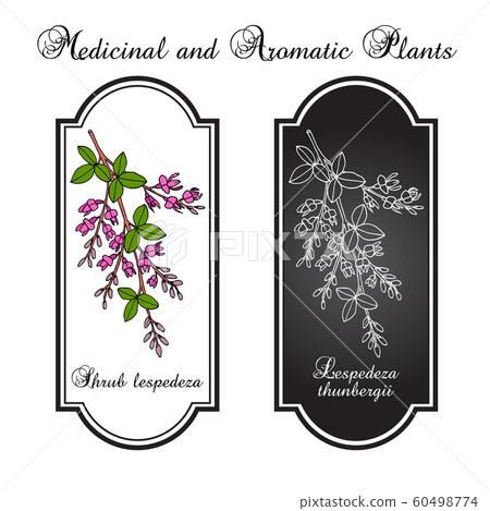 Shrub lespedeza Lespedeza thunbergii , medicinal plant 60498774