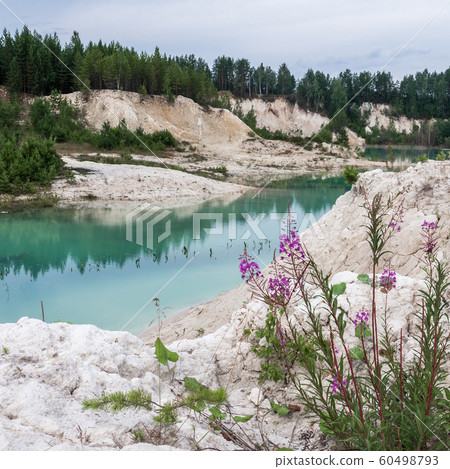 White clay, azure water and pink lupins White clay, azure water and pink lupins 60498793