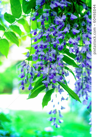 Wisteria flowers Wisteria flowers 60498844
