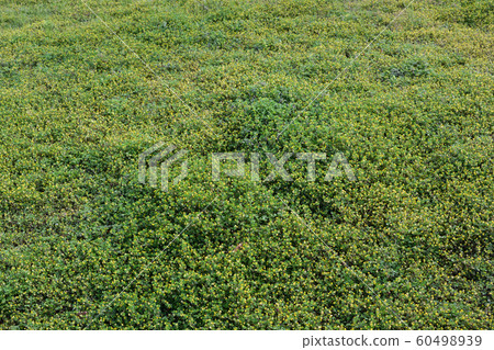 Tsumegusa Earth (background material) 60498939