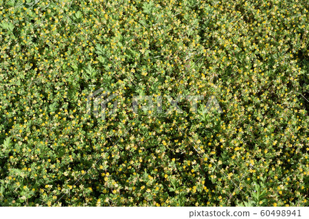 Tsumegusa Earth (background material) 60498941