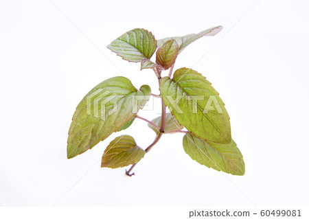 白佛手柑 白佛手柑 60499081