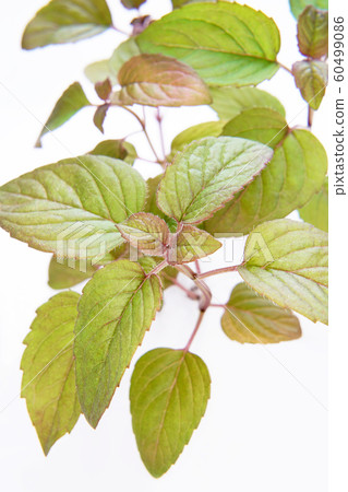 White bergamot 60499086