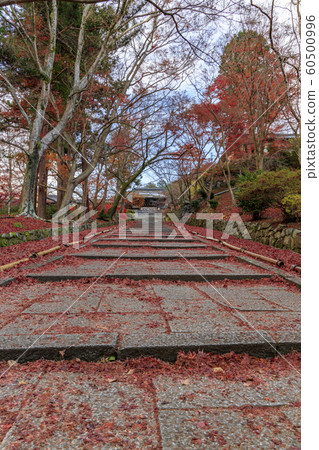 Bishamondo Autumn leaves Bishamondo Autumn leaves 60500996