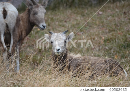 Do you see this? ? Do you see this? ? 60502685