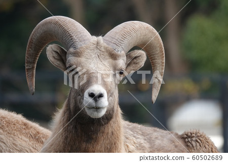 From the front 60502689