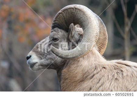 Where are you looking at? ? 60502691