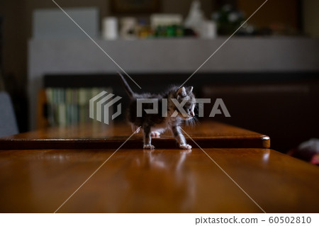 3個月大的小貓 60502810