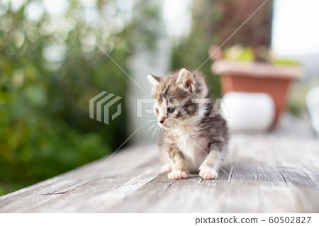 3個月大的小貓 3個月大的小貓 60502827