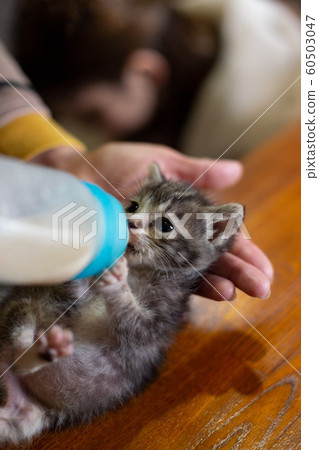 Two month old kitten drinking milk 60503047