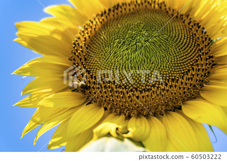 Amino sunflower field] - Stock Photo [60503222] - PIXTA