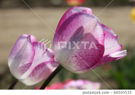 ~Tulip~ ◦ ◦ ◦ ◦ Twin tulips ◦ ◦ ◦ ◦ ~Tulip~ ◦ ◦ ◦ ◦ Twin tulips ◦ ◦ ◦ ◦ 60503535