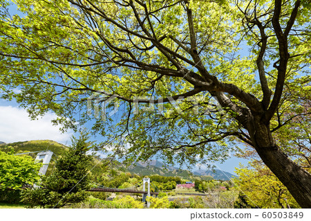 丹澤和戶川公園山腳下的新鮮綠風吊橋 丹澤和戶川公園山腳下的新鮮綠風吊橋 60503849