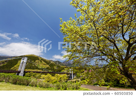 Suspension bridge of fresh green and wind at the foot of Tanzawa and Togawa Park 60503850
