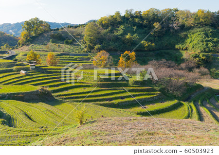 Shimogosaka的水稻梯田 60503923