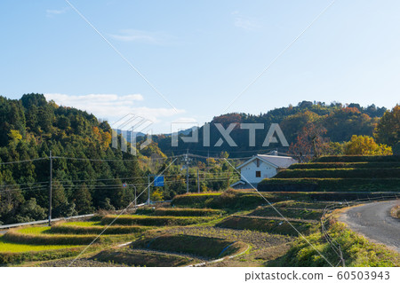 Shimogosaka的水稻梯田 60503943