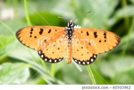 Moth Butterfly (Rhopalocera) Insect Animal on Green Plant Leaves. Moth Butterfly (Rhopalocera) Insect Animal on Green Plant Leaves. 60503962