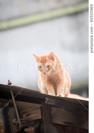 Abyssinian cat spotted in hunting mood on the roof of a residential building. Abyssinian cat spotted in hunting mood on the roof of a residential building. 60503969