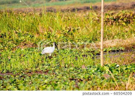 Little Egret (Egretta garzetta) Small snow white heron spotted in Neora Valley National Park Little Egret (Egretta garzetta) Small snow white heron spotted in Neora Valley National Park 60504209