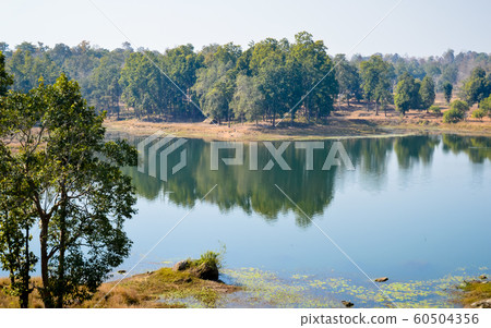 Central Tala zone of Bandhavgarh National Park India. Central Tala zone of Bandhavgarh National Park India. 60504356
