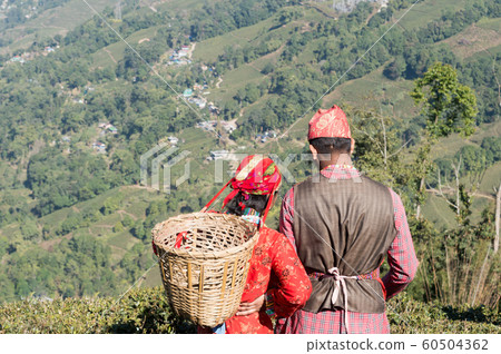 Indian tea puckers, romantic couple caught in summer time in a mountain terrace tea garden Indian tea puckers, romantic couple caught in summer time in a mountain terrace tea garden 60504362