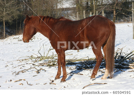 brown horse 60504591