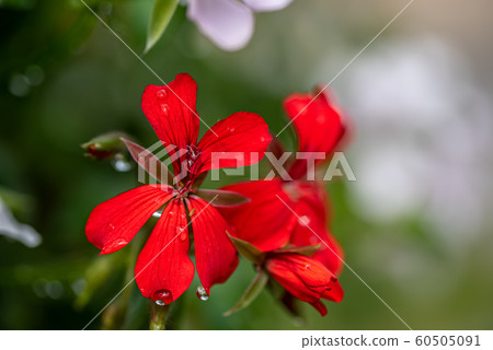 Bright red lobelia flowers in the outdoor garden 60505091