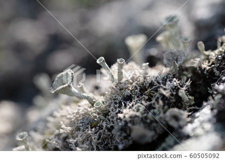 Macro photo of green round northern lichen 60505092