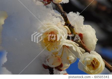 Snow and plum blossoms 60505341