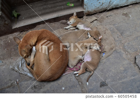 An Indian world heritage, Varanasi, a cute puppy living on a ghat along the Ganges River, taking a nap An Indian world heritage, Varanasi, a cute puppy living on a ghat along the Ganges River, taking a nap 60505458