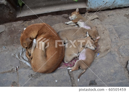 An Indian world heritage, Varanasi, a cute puppy living on a ghat along the Ganges River, taking a nap An Indian world heritage, Varanasi, a cute puppy living on a ghat along the Ganges River, taking a nap 60505459