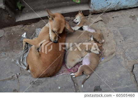An Indian world heritage, Varanasi, a cute puppy living on a ghat along the Ganges River, taking a nap An Indian world heritage, Varanasi, a cute puppy living on a ghat along the Ganges River, taking a nap 60505460