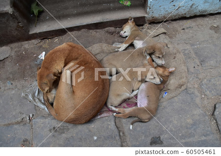 An Indian world heritage, Varanasi, a cute puppy living on a ghat along the Ganges River, taking a nap An Indian world heritage, Varanasi, a cute puppy living on a ghat along the Ganges River, taking a nap 60505461
