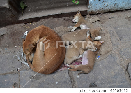 An Indian world heritage, Varanasi, a cute puppy living on a ghat along the Ganges River, taking a nap 60505462