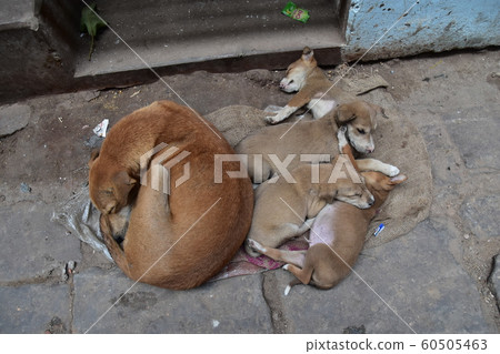 印度世界遺產瓦拉納西(Varanasi),一隻可愛的小狗,生活在恒河旁的西高止山脈上,睡午覺 印度世界遺產瓦拉納西(Varanasi),一隻可愛的小狗,生活在恒河旁的西高止山脈上,睡午覺 60505463