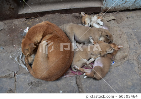 印度世界遺產瓦拉納西(Varanasi),一隻可愛的小狗,生活在恒河旁的西高止山脈上,睡午覺 印度世界遺產瓦拉納西(Varanasi),一隻可愛的小狗,生活在恒河旁的西高止山脈上,睡午覺 60505464