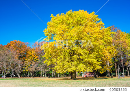 東京秋天的小金井公園 60505863