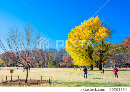 東京秋天的小金井公園 東京秋天的小金井公園 60505864