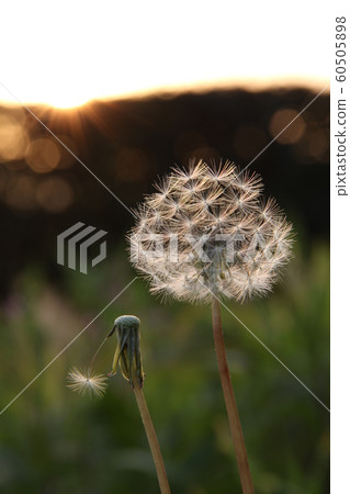 蒲公英蒲公英 60505898