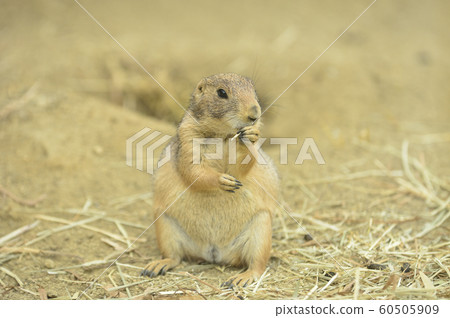  Prairie dog 60505909
