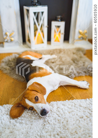 Beagle dog tired lying down on the carpet floor. Beagle dog tired lying down on the carpet floor. 60505910